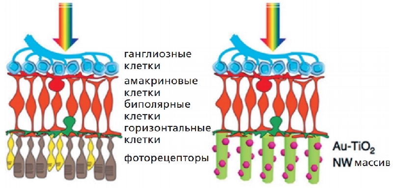 СПОСОБ ЗАМЕНЫ ФОТОРЕЦЕПТОРОВ НАНОПАЛОЧКАМИ ИЗ СПЛАВА ОКСИДА ЗОЛОТА И ТИТАНА